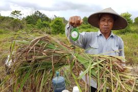Anak usaha BUMI berdayakan masyarakat lewat budidaya serai wangi