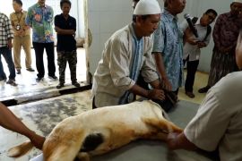 Pekalongan beri juleha simulasi potong hewan kurban