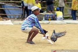 Melatih burung dara di masa libur sekolah Page 1 Small