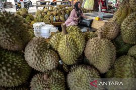 Percepatan ekspor buah durian dari Sulteng Page 2 Small