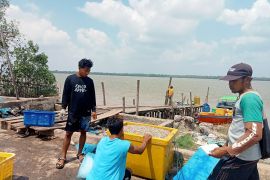 Mengemas udang di dermaga nelayan Sungsang