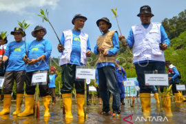 Penanaman 1.000 mangrove di kawasan wisata Teluk Buo Page 1 Small