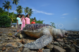 Penyu mati terdampar di Padang Page 1 Small