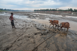 Dampak kemarau di Muaro Jambi Page 1 Small