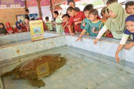 Edukasi konservasi penyu di Pantai Nipah Lombok Page 2 Small