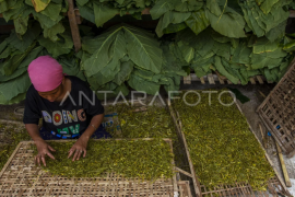 Alternatif tembakau dari daun talas Page 1 Small