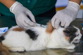 Jenis-jenis kucing yang biasa dipelihara