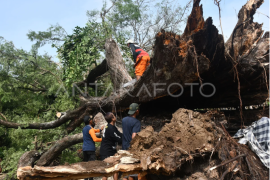 Dampak bencana angin kencang di Madiun Page 1 Small