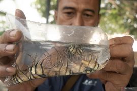 Pelepasan benih ikan endemik Kardinal Banggai Page 1 Small