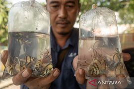 Pelepasan benih ikan endemik Kardinal Banggai Page 2 Small