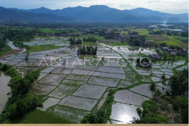 Luas panen padi turun di Sumatera Barat Page 1 Small