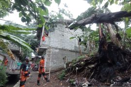 Warga Kota Bogor imbau pangkas pohon tinggi, antisipasi cuaca ekstrem