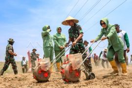 TNI tanam benih jagung di Lombok Timur Page 2 Small