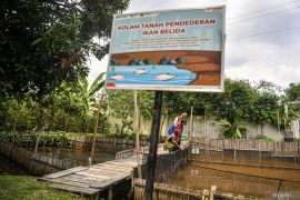 Konservasi ikan belida Binaan Kilang Pertamina Plaju Page 2 Small