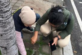 BKSDA sebut ratusan burung pipit mati di Bandara Ngurah Rai tersambar petir