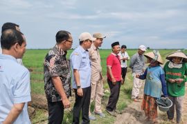 Tangerang dan Cirebon kerja sama pemenuhan komoditas bawang 