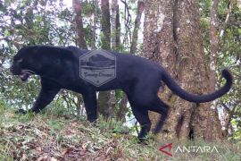 Balai TNGC deteksi tiga individu macan tutul asli di Gunung Ciremai