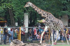 Puluhan ribu wisatawan kunjungi Kebun Binatang Surabaya saat libur tahun baru 