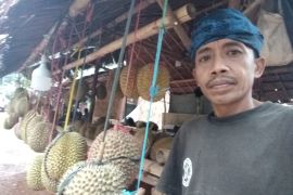 Wisatawan padati permukiman Badui berburu buah durian 