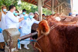 Gubernur Jatim pastikan sapi layak dijual saat wabah PMK