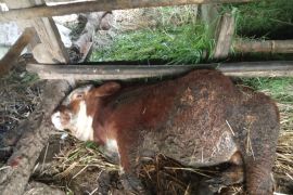 Gunungkidul ajukan 20 ribu dosis PMK