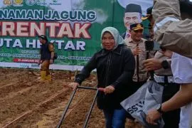 DPRD Banjarbaru dukung penanaman jagung dukung Asta Cita Presiden Prabowo