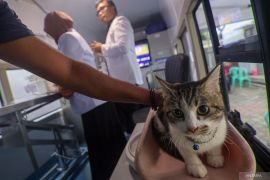 Jual beli kucing bolehkah? Ini penjelasan para ulama