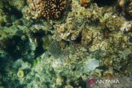 Ilmuwan Australia manfaatkan AI untuk selamatkan Great Barrier Reef