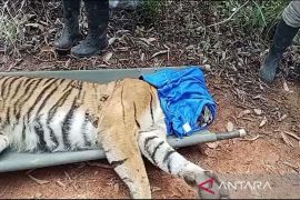 Seorang penggarap lahan di TNBBS Lambar tewas diduga dimangsa harimau