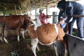 DP3 Sleman siapkan tim pemantau kesehatan hewan kurban