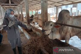 Realisasi vaksinasi PMK Bantul sebanyak 13.150 dosis hingga Februari