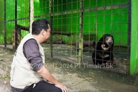 Alobi: Tambang timah ilegal marak picu konflik buaya dan manusia 