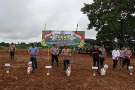 PTPN IV PalmCo optimalkan lahan replanting sawit untuk tanam jagung