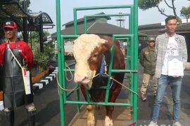 BRIN minta masyarakat waspadai penularan brucellosis dari hewan ternak