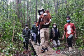 Menhut antarkan orang utan menuju sekolah hutan di Nyaru Menteng