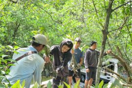 BRGM laporkan capaian restorasi 1,6 juta ha gambut