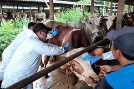 Kementan pastikan pengendalian PMK tetap optimal jelang Idul Fitri