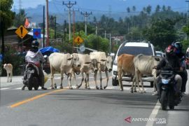 Pemkab Buol terapkan denda Rp300 ribu warga yang tak kandangkan ternak