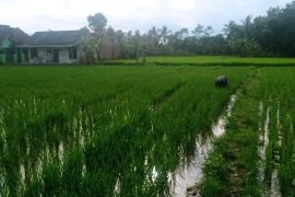 Lebak Banten jamin persediaan pupuk bersubsidi relatif aman 
