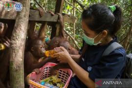 Strategi kolaborasi menjaga dua subspesies orang utan di Kalbar