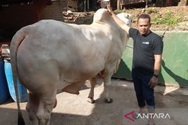 Bantul mendaftarkan puluhan sapi untuk seleksi hewan kurban Presiden