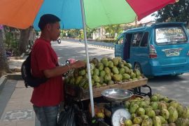 Pedagang mangga raup keuntungan jutaan rupiah