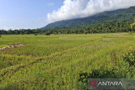 Bulog Lampung serap gabah petani 155 ribu ton hingga awal Mei