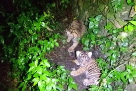 Kemenhut umumkan kelahiran dua Harimau Sumatera 