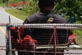 BKSDA Maluku amankan 15 satwa dilindungi di Seram Barat