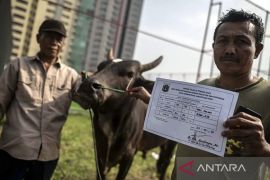Pemkot Jaktim larang panitia buang limbah hewan kurban ke saluran