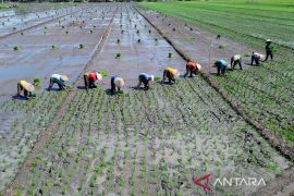 Proyeksi produksi beras Indonesia meningkat, ciptakan peluang ekspor