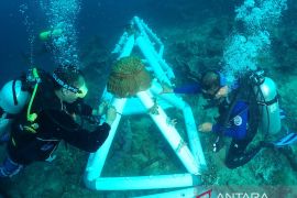 Lanal Gorontalo lakukan transplantasi terumbu karang