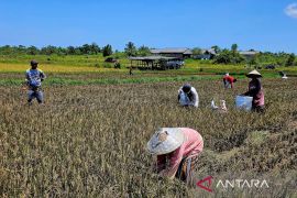 Melangkah untuk mewujudkan kedaulatan pangan di perbatasan