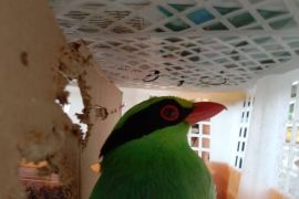 Balai karantina Karantina gagalkan penyelundupan 668 burung tak berdokumen